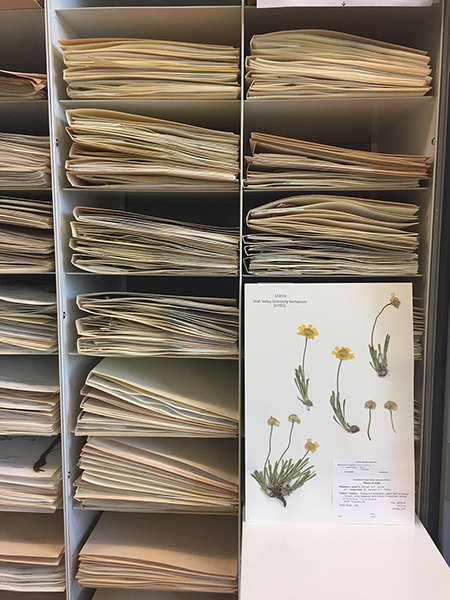 herbarium image