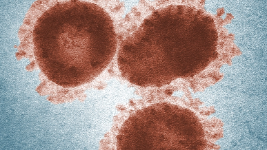Cells