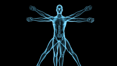 muscle image