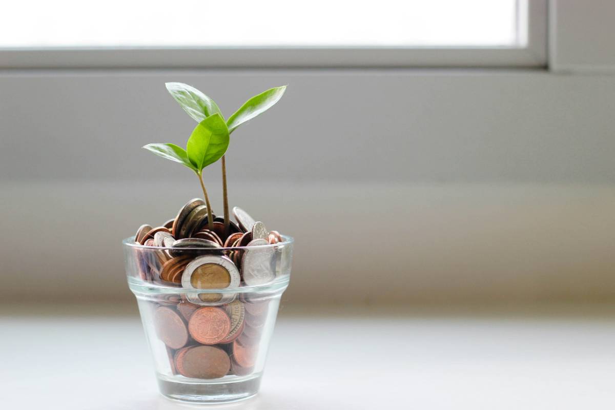 Plant growing in a pot filled with coins