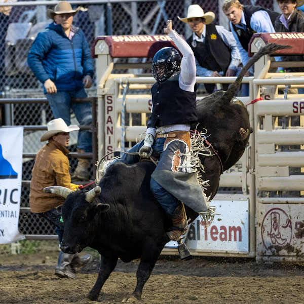 Bull rider in the UVU竞技 program
