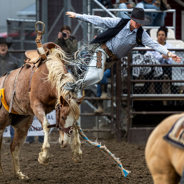 UVU竞技 team member saddle bronc riding